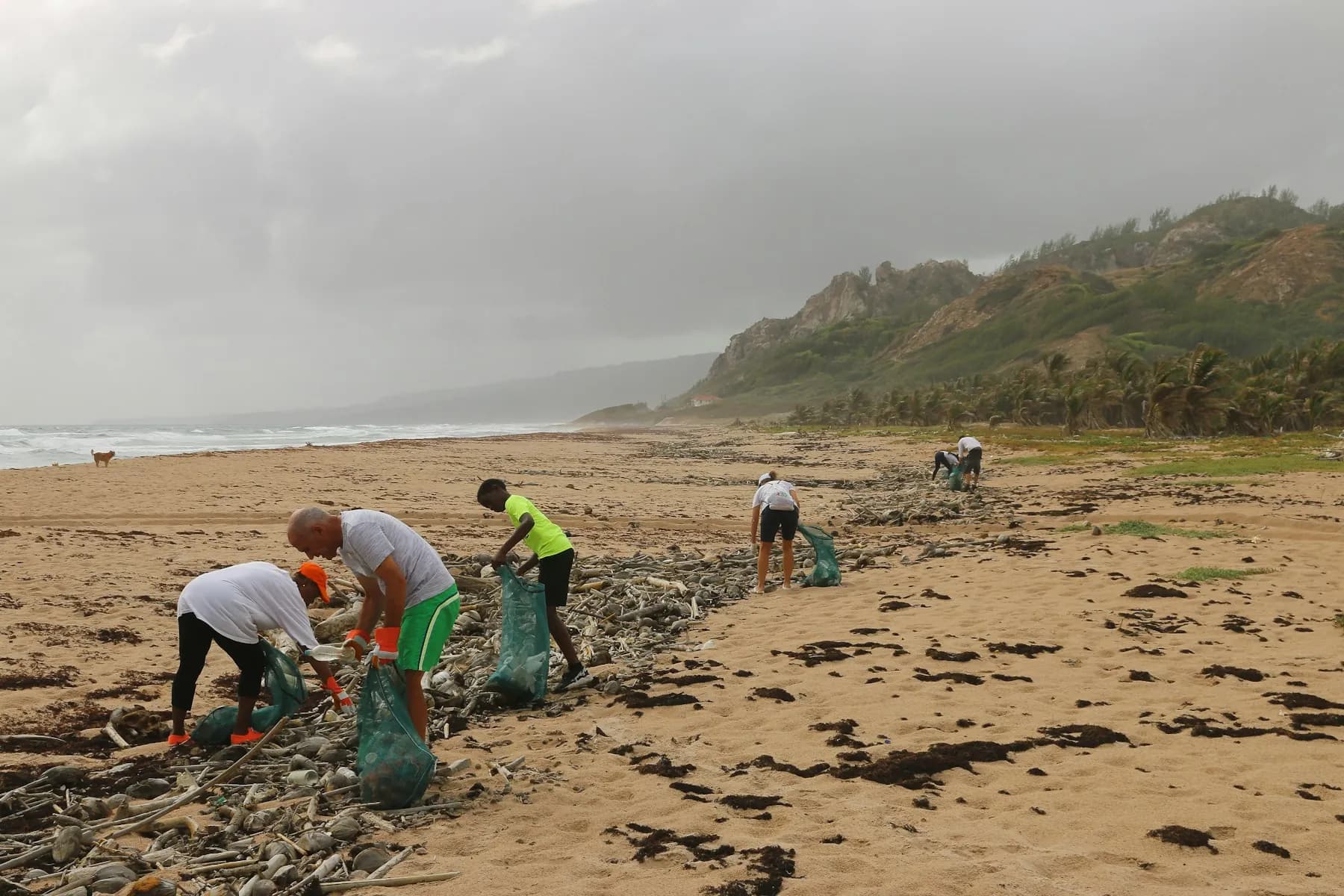 Volunteers filling reusable sacks with litter along a sandy beach in Barbados.