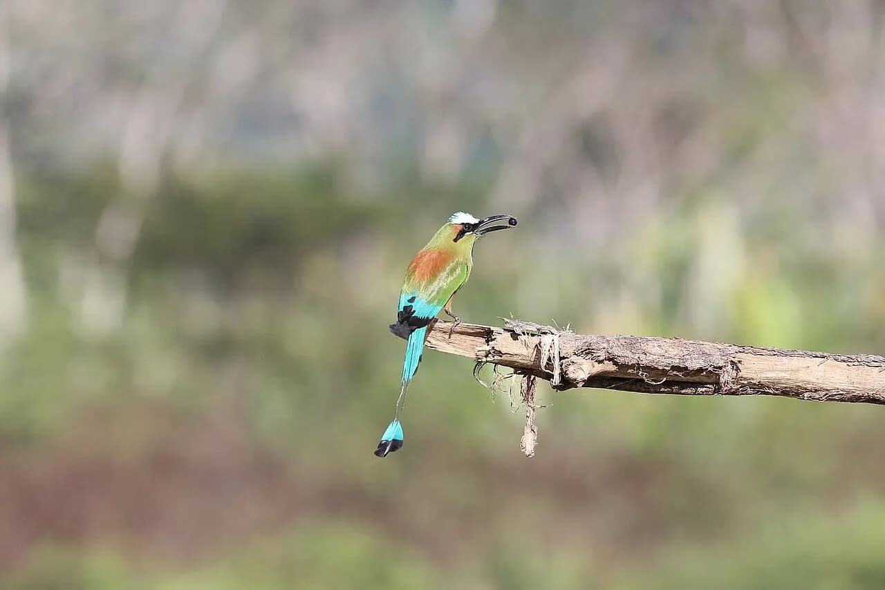 Turquoise-browed motmot perched on a branch near the Tárcoles River