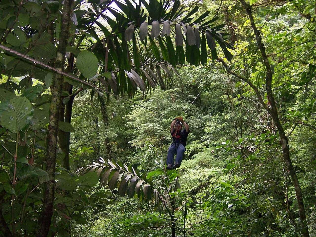 A visitor ziplining through dense green rainforest at Canopy San Lorenzo