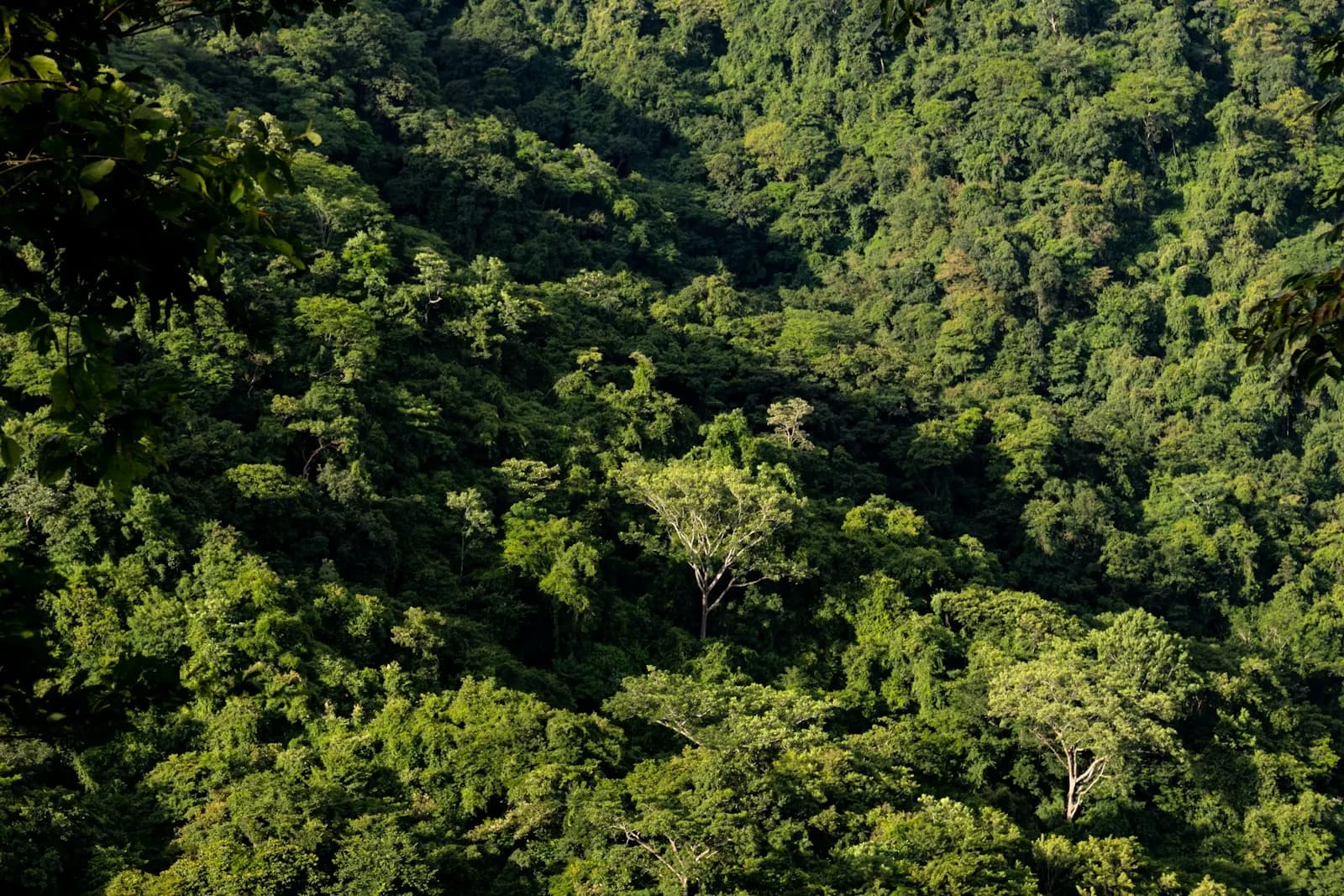 Dense green forest covers rolling hills in Nicoya, Costa Rica.